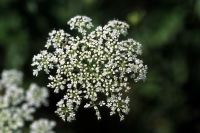 �A�J�c���N�T