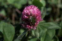 �A�J�c���N�T