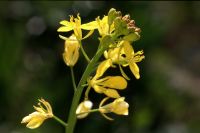 �A�J�c���N�T