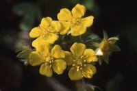 �A�J�c���N�T