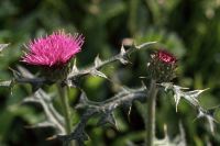 �A�J�c���N�T