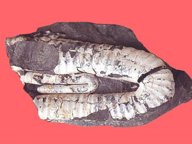 ammon-301.JPG