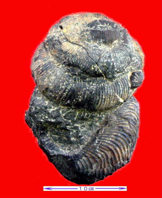 ammon-305.JPG