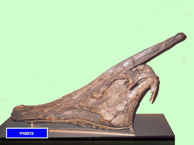 国内初の直営店 大型トカゲPalaeosaniwaの下顎 爬虫類 化石 白