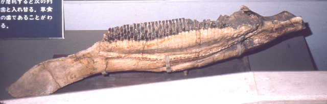 大型トカゲPalaeosaniwaの下顎 爬虫類 化石 白亜紀 アメリカ