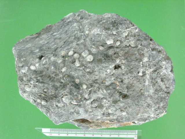 fusln-102.JPG