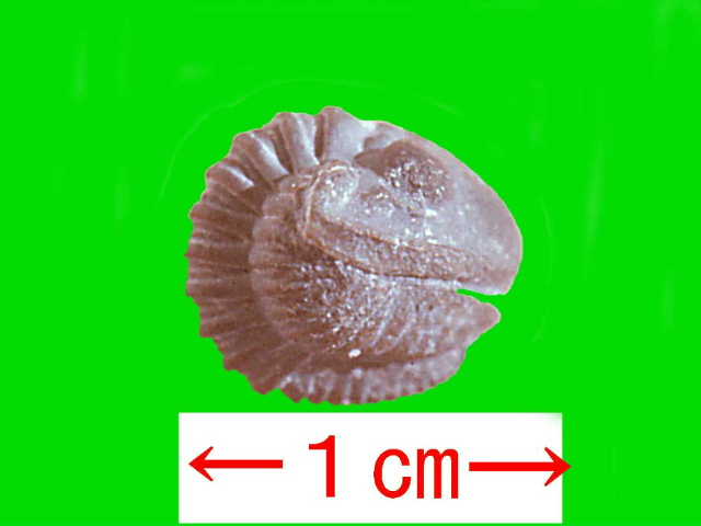 ザンビア産 異形カミキリ Phantasis sp. 31mm【標本】 メタリフェルホソアカ亜種サンギレンシス 70.5mm ペア》 | KPW公式