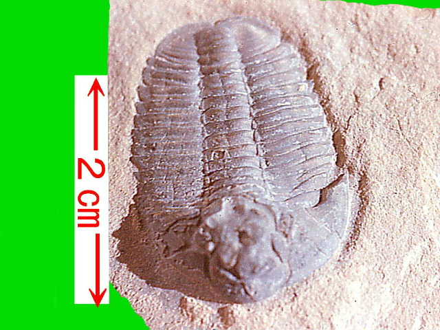 trilb-109c.JPG