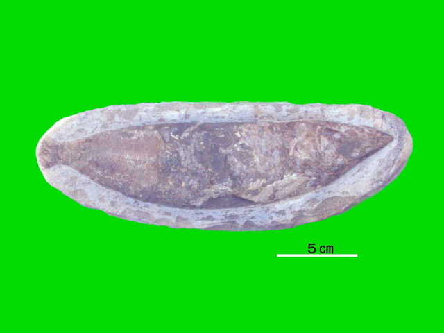 アスピドリンカスの化石(50cmくらい)