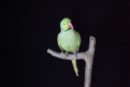 ワカケホンセイインコ前