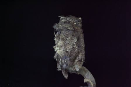 コノハズク後