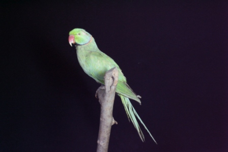 ワカケホンセイインコ右側面