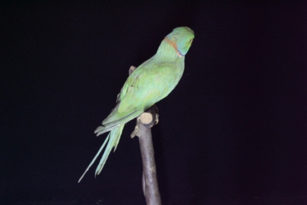 ワカケホンセイインコ左側面