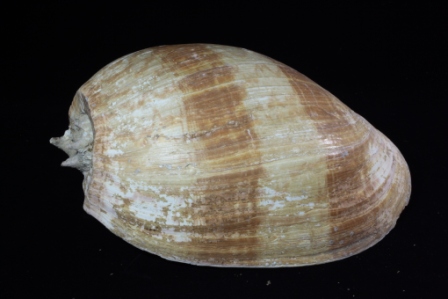 イナズマツノヤシ