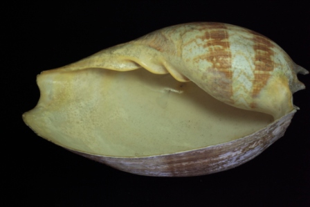 イナズマツノヤシ