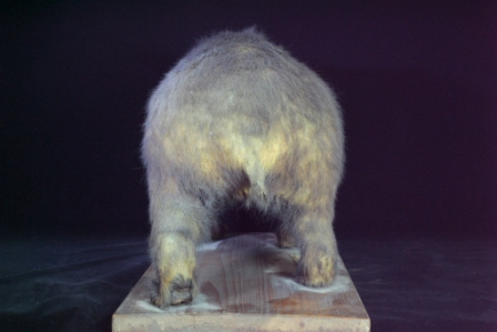 クマ後