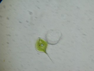 ウチワヒゲムシ