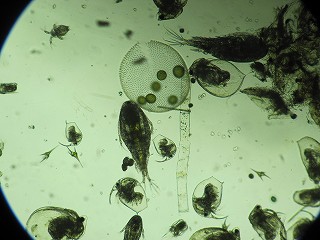 顕微鏡の様子