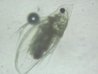 カブトミジンコ