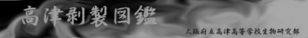 高津剥製図鑑