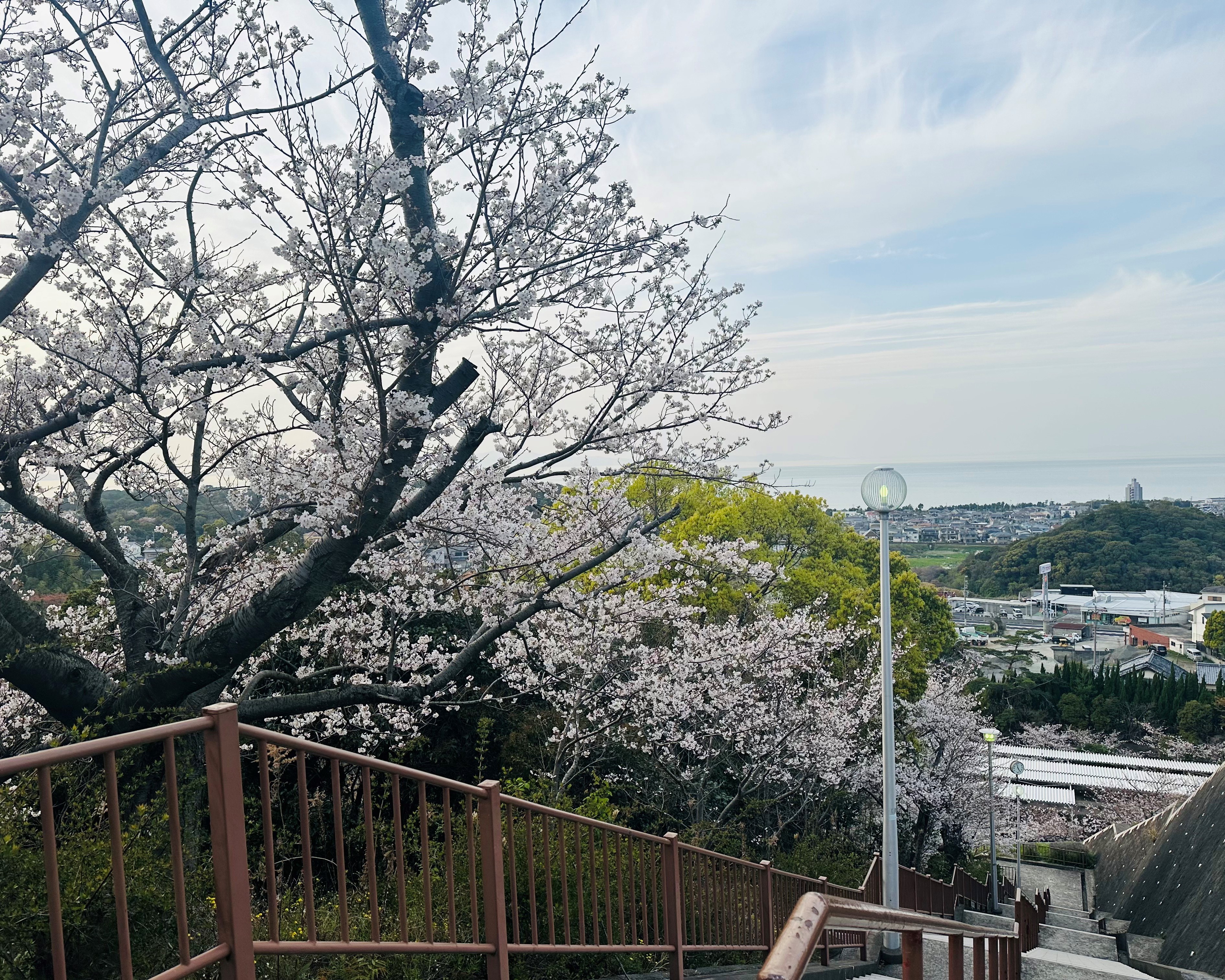 桜１