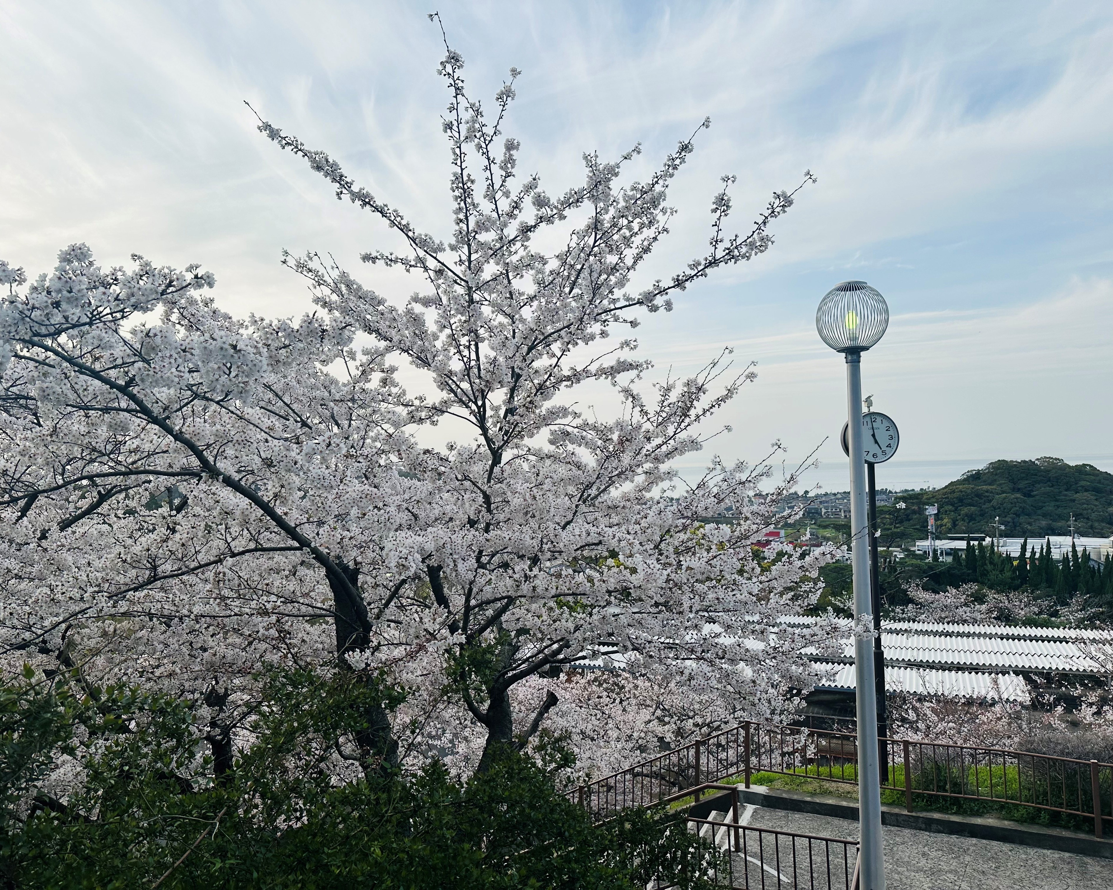 桜２