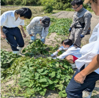サツマイモ収穫1