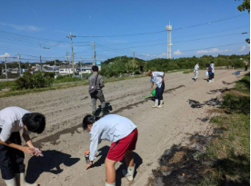サツマイモ収穫4