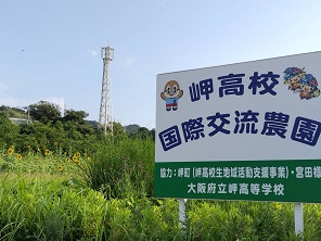 岬高校農園のひまわりの様子2