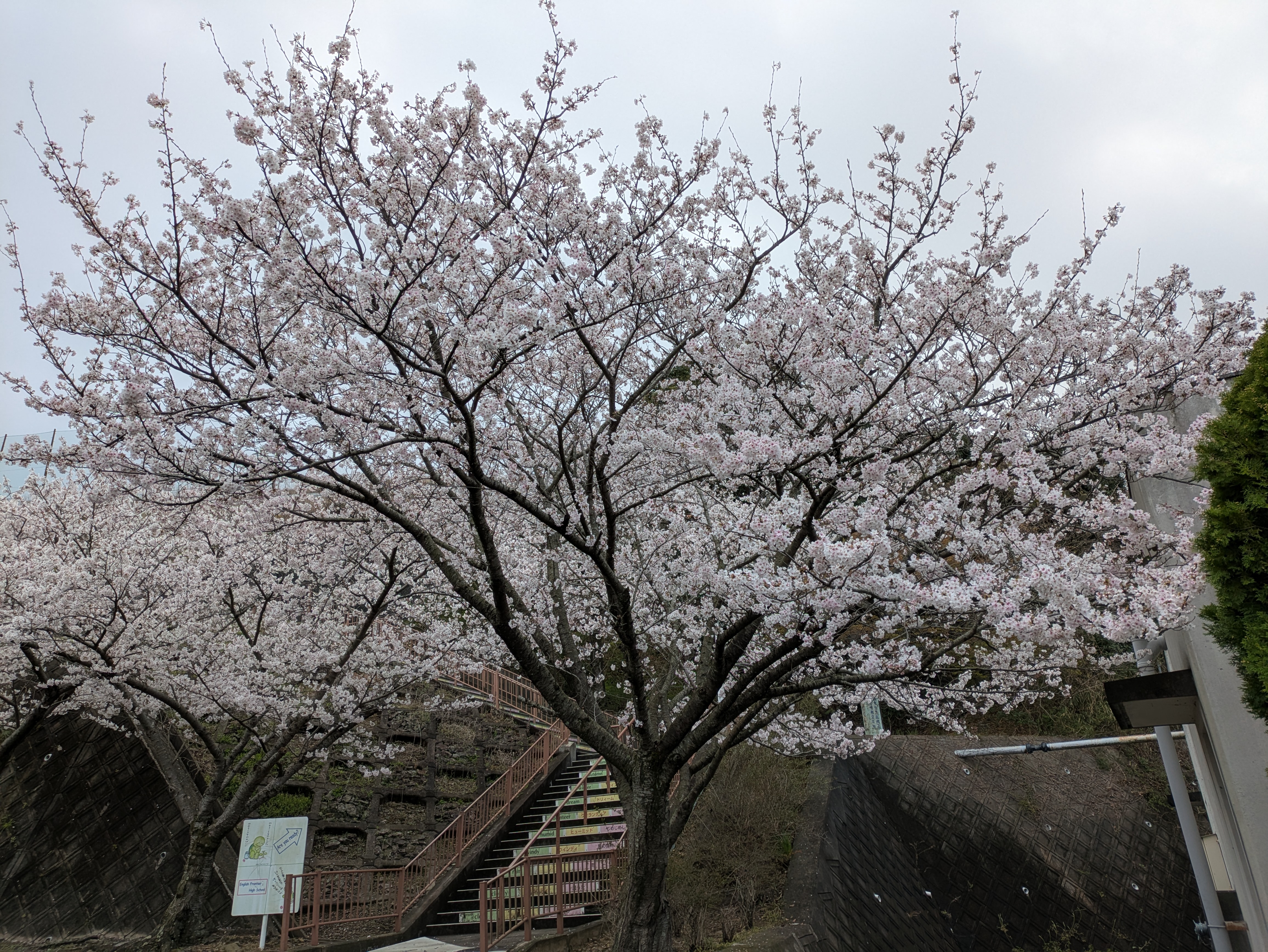 満開の桜