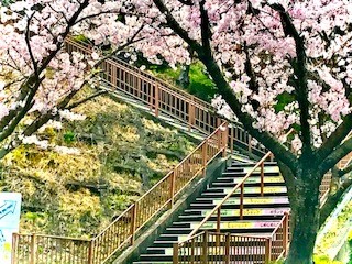 桜①