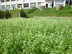 【閉校】能勢高等学校