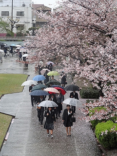 雨に濡れた桜の中、入学式へ