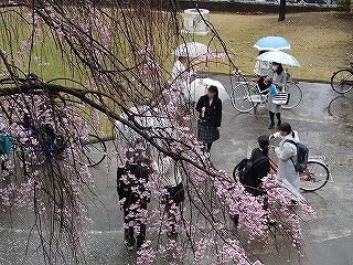 本校自慢のしだれ桜の木の下で記念撮影