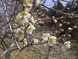 梅２